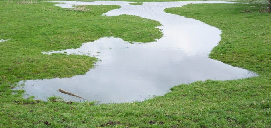 Standing water pooled across a green lawn after heavy rain